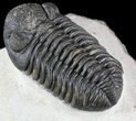 Nice, Austerops Trilobite - Morocco #54397-2
